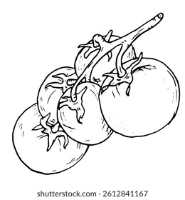 Tomato sprigs in the form of a sketch. Black and white vector illustration. Ripe cherry tomato, on a white background. Fresh whole tomato vegetables, healthy harvest, ink drawing.