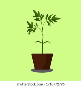  tomato sprout in a pot