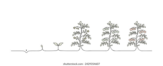 tomato stage growth, growing tomatoes line art, black line vector illustration