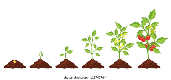 Tomato stage growth. Life cycle of a tomato plant, leaf, flower and fruiting stages. Vector flat style cartoon illustration isolated on white background
