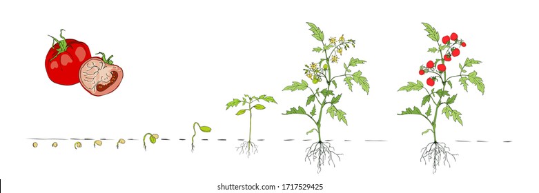 Tomato stage growth. Stages of growth from seed and sprout to adult plant with underground roots system, fruits. Life cycle of tomato plant. Organic gardening. Vector cartoon illustration on white