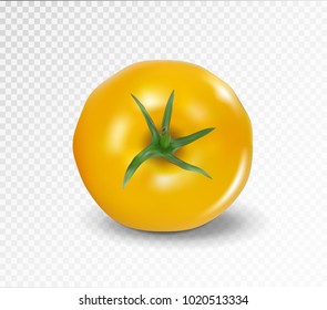 Tomato top side. Realistic vector. Yellow tomato