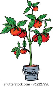 Tomato Tree In Bucket