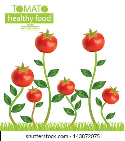 tomato tree. vector illustration.