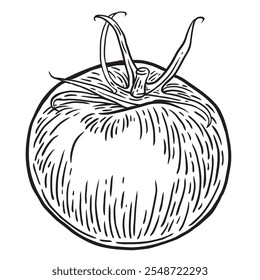 Tomate. Dois Tomate mão desenhada tinta esboço clip art. Comida vegetal fresca em estilo de gravação. Ilustração de vetor em preto e branco