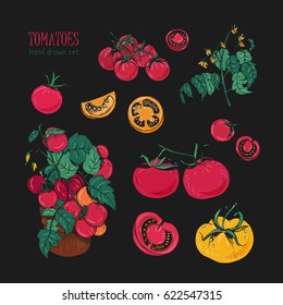 Tomato varieties, hand drawn set on black background. branch, flowers, bush, part in a cut. Colorful vector illustration with cherry tomatoes, red, orange, yellow colors.