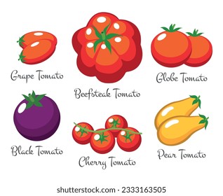 Variedades de tomate aisladas. Ramia de tomates de cerezo de bistec de orujo rojo de los tipos de uva de pera y tomates negros, verduras moradas amarillas ilustraciones vectoriales