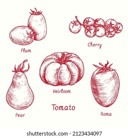 Tomato Variety Collection. Plum, Cherry, Pear, Heirloom, Roma. Ink Black And White Doodle Drawing In Woodcut Style