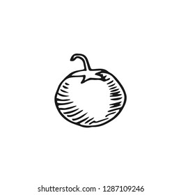 tomato vector doodle sketch isolated on white background