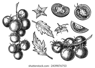 Tomaten-Vektor-Zeichnung. Handgezeichnete Illustrationen mit Zweig aus Gemüse, Blumen und Blättern im Linienkunststil. Handgezeichnetes Bündel von Pflanzen, die mit schwarzer Tinte für Lebensmitteletikett oder Ikone bemalt sind.