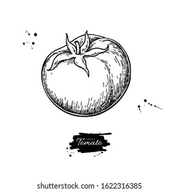 Tomato vector drawing. Isolated tomato and sliced piece. Vegetable engraved style illustration. Detailed vegetarian food sketch. Farm market product.