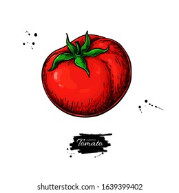 Tomato vector drawing. Isolated tomato and sliced piece. Vegetable illustration. Detailed vegetarian food sketch. Farm market product.