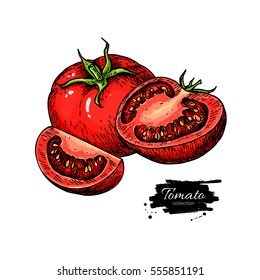 Tomato vector drawing. Isolated tomato and sliced piece. Vegetable artistic style illustration. Detailed vegetarian food sketch. Farm market product. Great for label, banner, poster