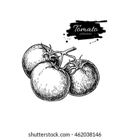 Tomato vector drawing. Isolated tomatoes on branch. Vegetable engraved style illustration. Detailed vegetarian food sketch. Farm market product.
