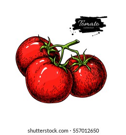 Tomato vector drawing. Isolated tomatoes on branch. Vegetable artistic style illustration. Detailed vegetarian food sketch. Farm market product.  Great for label, banner, poster