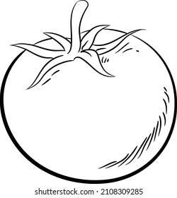 Tomato vector drawing on a white background. Isolated tomato and sliced piece. Vegetable engraved style illustration. Detailed vegetarian food sketch. Farm market product.