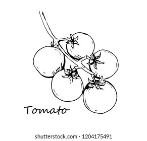 Tomato vector drawing set. Isolated tomato, sliced piece vegetables on branch. Engraved style illustration. Detailed vegetarian food sketch. Farm market product.