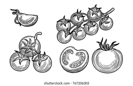 Tomato vector drawing set. Isolated tomato, sliced piece. Vegetable. Farm market product. Vector engraving black illustration.