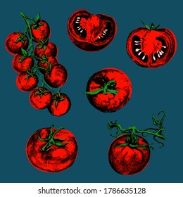 Tomato vector drawing. Tomato and sliced piece. Vegetable engraved style illustration. Detailed vegetarian food sketch. Farm market product.