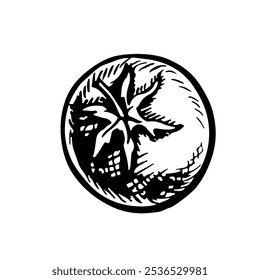 Tomato. Vector graphics with the image of a vegetable. A hand-drawn black and white hand-drawn food illustration. On a white background. For menus, posters or labels. For cooking recipes and packages.