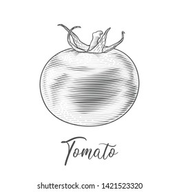 Tomato. Vector hand drawn illustration of tomato in engraving technique for labels, logos, posters food menus. Isolated on white. 