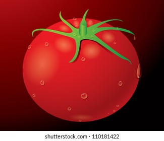 tomato vector illustration