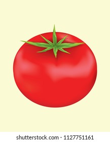 tomato vector and illustration