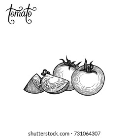 Tomato. Vector illustration. Botanical illustration. The isolated image on a white background. Vintage style.
