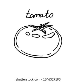 Tomato, vector illustration, hand drawing