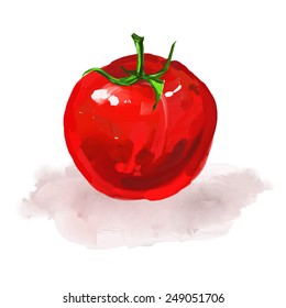 tomato Vector illustration  hand drawn  painted watercolor 