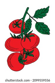 Tomato. Vector illustration. Isolated object on white. Hand-drawn style.