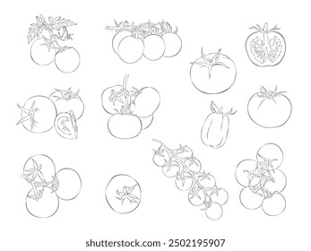 Tomato. Vector illustration. Isolated object on white background. Hand-drawn style.