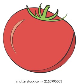 Tomato. Vector illustration isolated on white background.