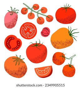 Tomato vector illustration set. Hand drawn vegetables, slice isolated