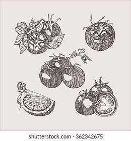 Tomato  vector illustration set vintage