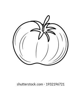 Tomato vector illustration, simple hand drawn vegetable Line Icon 