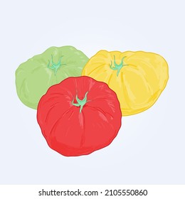 Tomato vector illustration three colourful tomatoes 