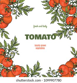 Tomato vector illustration.Farm market product. Great for menu, label, icon.Organic eco vegetable food