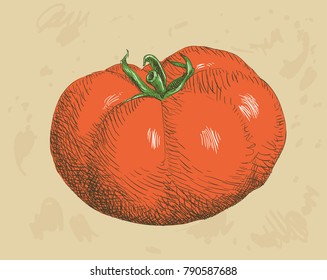 Tomato vector painting.