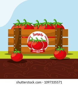 tomato vegetable always fresh in wood basket