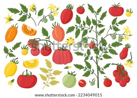 Tomato vegetable, cartoon tomatoes blossoms and leaves. Tomato red plant, garden fruits plant, tomatoes slices flat vector illustration set. Fresh red tomato