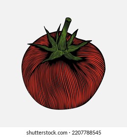 Tomato vegetable engraving sketch illustrations