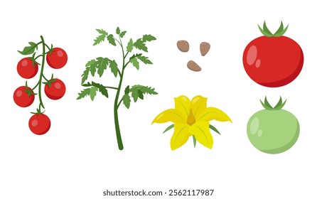 Tomato vegetable icons. Cherry tomato branch, plant with leaves, green and red tomato fruit, flower and seeds. Organic vegetable vegetarian food. Vector icon illustration isolated on white background.