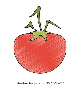 Tomato vegetable isolated
