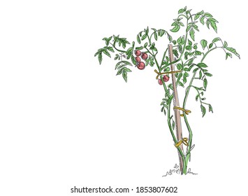 Tomato vegetable plant. Bush tied to a wooden stick. Solanum lycopersicum. Vector hand drawn color sketch.