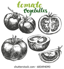 Tomato Vegetable Set Hand Drawn Vector Illustration Realistic Sketch