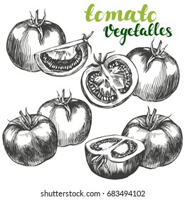 tomato vegetable set hand drawn vector illustration realistic sketch