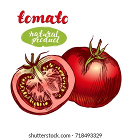 tomato vegetable set hand drawn vector illustration realistic sketch