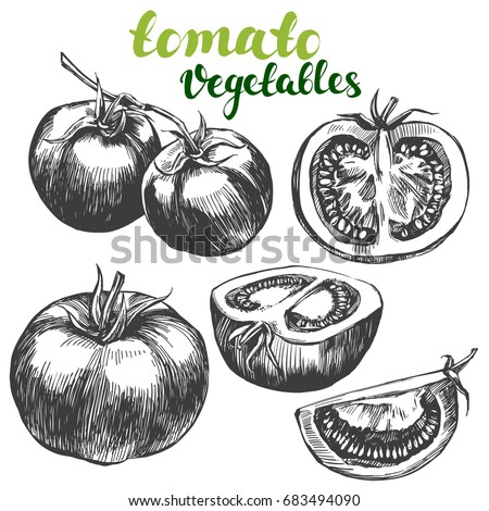 tomato vegetable set hand drawn vector illustration realistic sketch