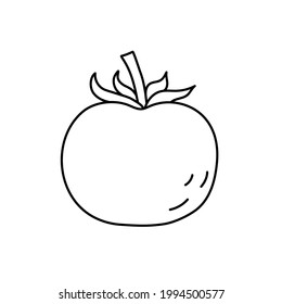 Tomato. Vegetable sketch. Thin simple outline icon. Black contour line vector. Doodle hand drawn illustration